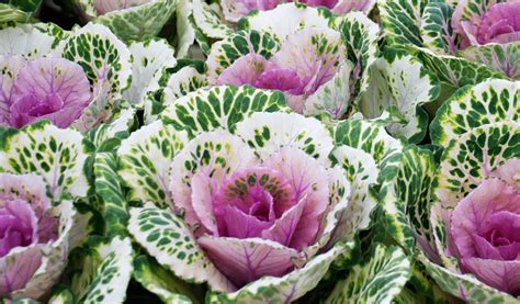 Chou d'ornement aux couleurs vives en massif