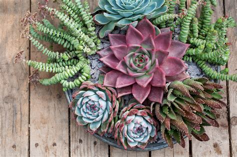 Collection de plantes succulentes aux feuillages variés