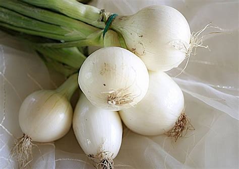 Oignons blancs frais avec leur feuillage