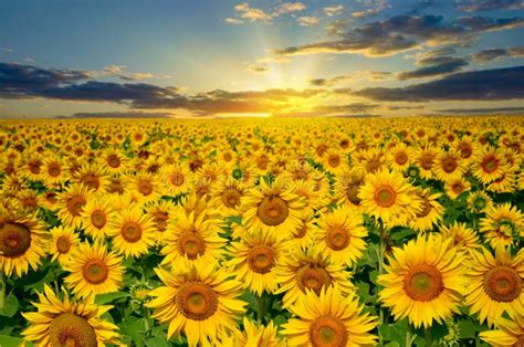Champ de tournesols en fleurs sous un ciel ensoleillé