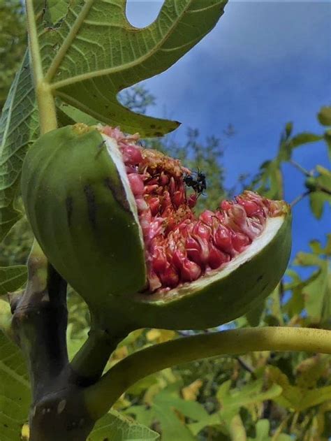 Le blastophage femelle, pollinisateur spécialisé du figuier