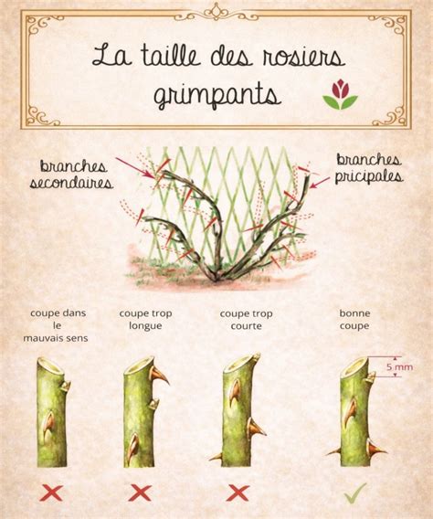 Schéma illustrant les branches charpentières et les rameaux secondaires d'un rosier grimpant