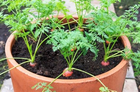 Illustration montrant l'entretien des carottes en pot