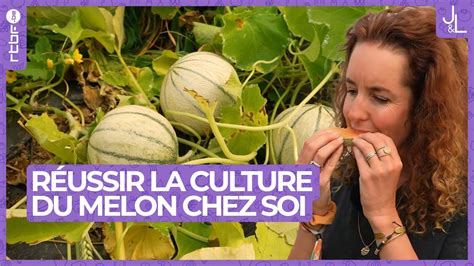 Infographie comparant la croissance d'un melon taillé versus un melon non taillé