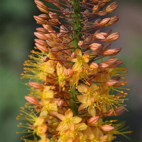 Gros plan sur les fleurs étoilées d'un Eremurus