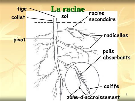 Schéma illustrant l'absorption de l'eau par les racines dans différents types de sols