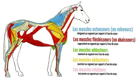 Schéma anatomique et comportemental du cheval