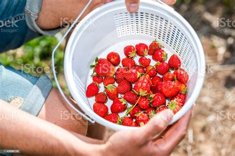 Familles cueillant des fraises dans un tunnel de la ferme
