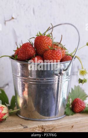 Panier rempli de fraises fraîchement cueillies