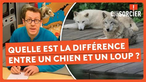 Schéma illustrant la différence entre un chien équilibré et un chien souffrant d'hypersensibilité-hyperactivité
