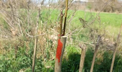 Détail d'une greffe sur un arbre fruitier en pépinière