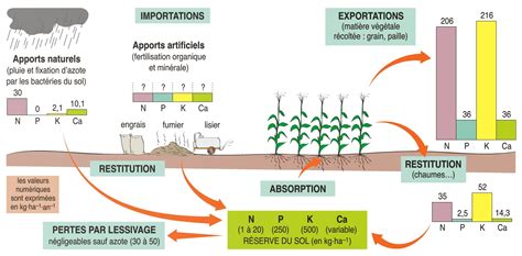 Illustration d'un champ cultivé avec des sacs de fertilisants en arrière-plan
