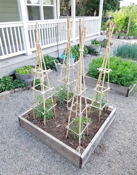 Structure en tipi pour les tomates