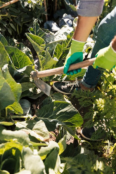 Un jardinier travaillant dans un potager bien entretenu avec des outils ergonomiques