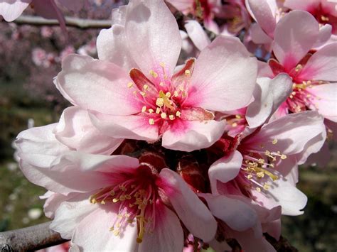 fleurs d'amandier au printemps