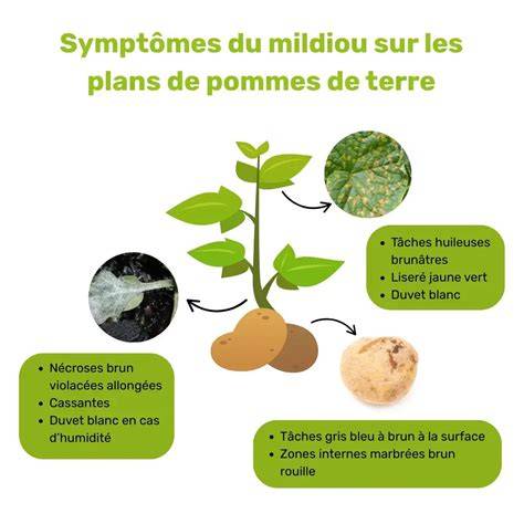 Infographie sur les méthodes de prévention du mildiou