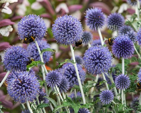 Echinops ritro en pleine floraison