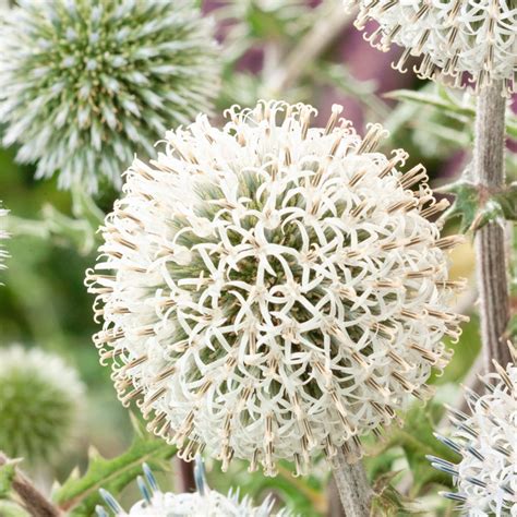 Variété Echinops 'Artic Glow' aux fleurs blanches