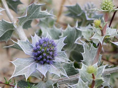 Panicaut maritime (Eryngium maritimum) sur une dune