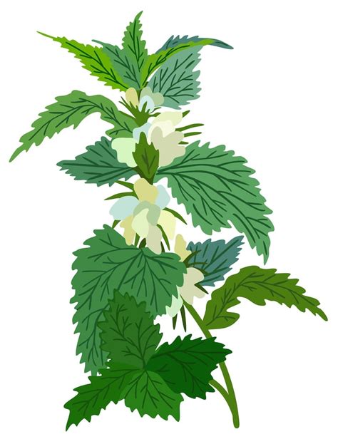 Illustration d'une ortie