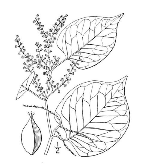 Illustration de la renouée du Japon