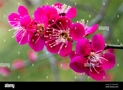 fleurs de prunus mume sur bois nu