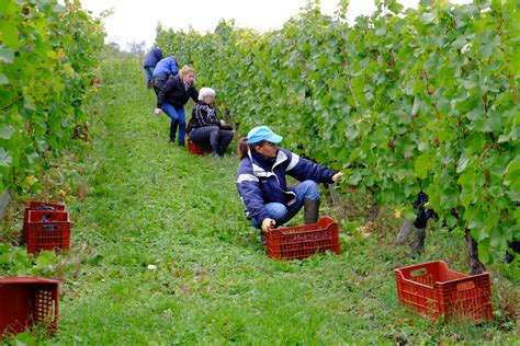 Vendangeurs récoltant manuellement le raisin