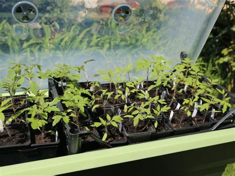 Semis de tomates en mini-serre