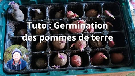 Pommes de terre en germination