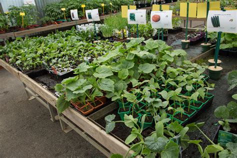 Pépinière de jeunes plants de légumes