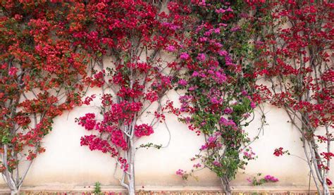 Bougainvillier en pleine floraison sur un mur