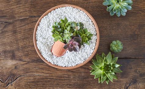 Composition de plantes succulentes dans une coupelle avec du gravier fin