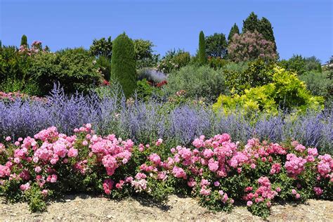 Rosiers plantés avec des fleurs compagnes