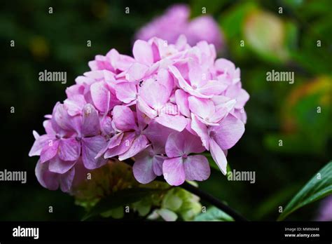 Gros plan sur une inflorescence d'hortensia rose