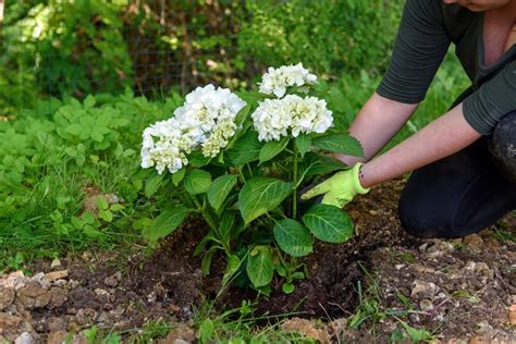 Schéma illustrant la préparation d'un trou de plantation pour un hortensia