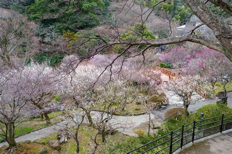 Jardin chinois avec des pruniers en fleurs et un pavillon