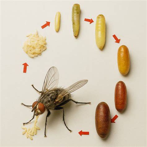 illustration de nématodes attaquant une larve