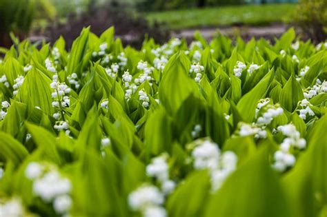 Image d'un champ de muguet en pleine floraison au printemps