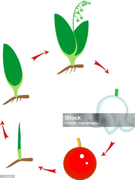 Diagramme du cycle de vie du muguet, montrant les rhizomes et la floraison printanière