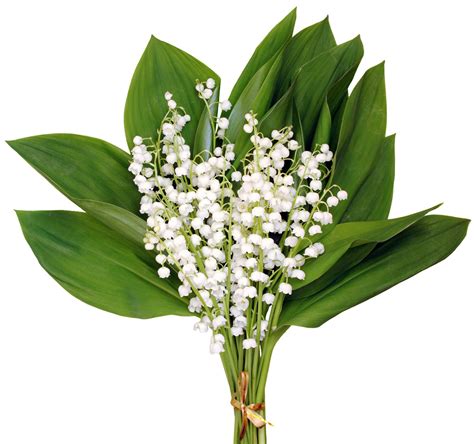 Image d'un bouquet de muguet avec un ruban