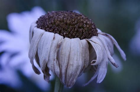 Suppression d'une fleur fanée de géranium