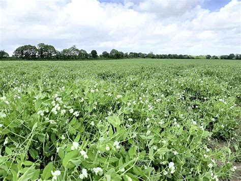 Champ de pois protéagineux en fleurs