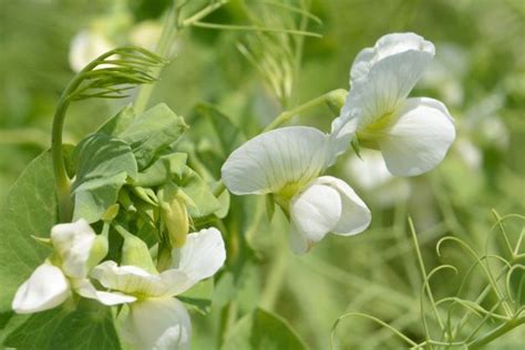 Fleur de pois protéagineux