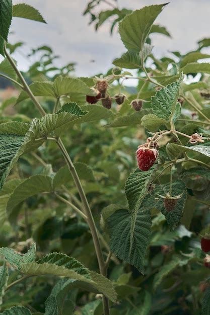 Gros plan sur des framboises mûres dans une jardinière.