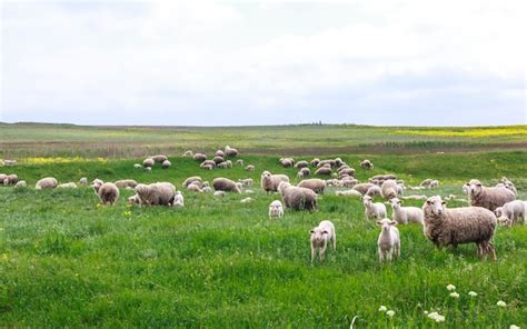 moutons dans un pré au printemps