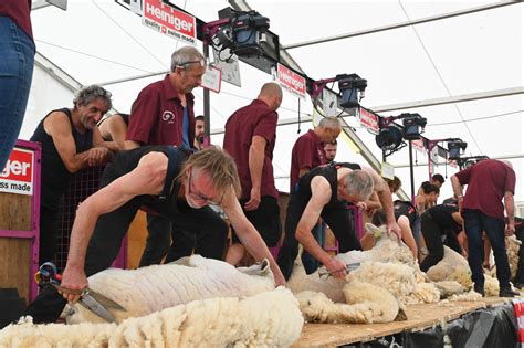 tondeur de moutons au travail avec des ciseaux