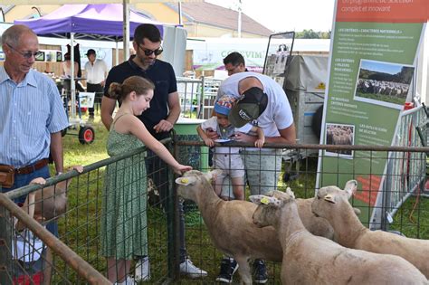 affiche de concours de tonte de moutons