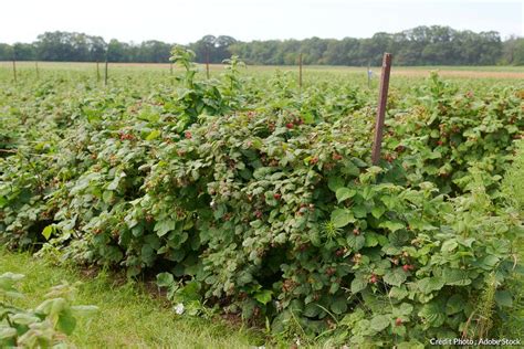 Framboisiers en pleine croissance avec quelques mauvaises herbes à leur base