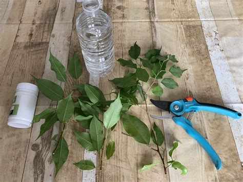 Boutures de ficus sous cloche plastique pour créer un effet 