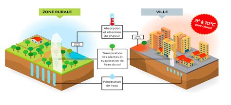 Schéma illustrant l'effet rafraîchissant des murs végétalisés en milieu urbain